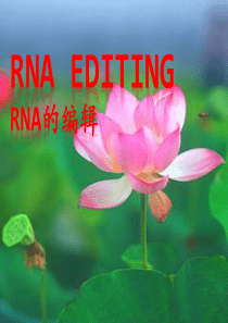 RNA_编辑_入门_课件