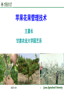 苹果花果管理技术