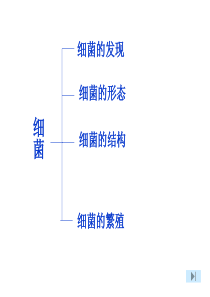 八年级生物-第二节细菌课件-新课标-人教版