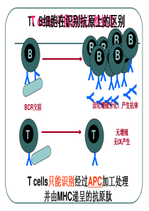 第11章APC与抗原的处理及递呈