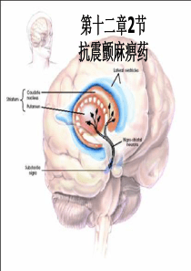 12章抗震颤麻痹药