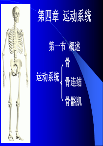 第四章 运动系统