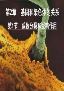 2.1减数分裂和受精作用(第二课时：卵细胞的形成过程)