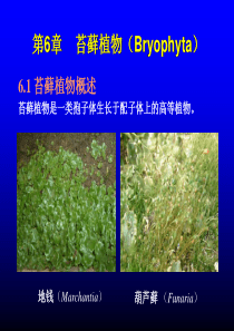 苔藓植物课件