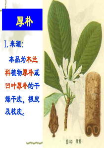 13树皮与茎木类药材