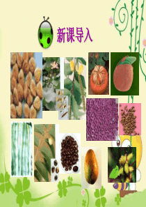 人教版七年级生物上册3.1.2《种子植物》优秀课件