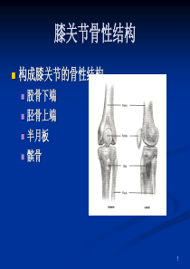 膝关节的应用解剖