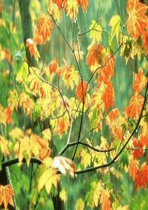 散文诗秋天的雨(幼儿中班)