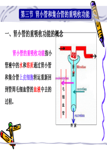 生理学 第八章  肾脏生理 重吸收和分泌功能