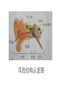 四年级科学上册《保护我们的听力》PPT