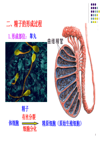 15高中生物减数分裂PPT