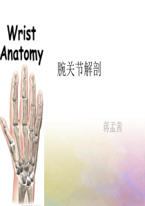 腕关节 解剖