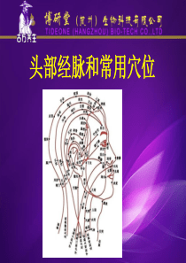 头部常用穴位及经络(1)