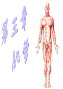 运动解剖学(肌学)