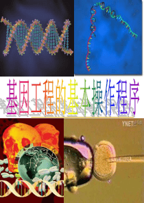 上课1.2基因工程的基本操作程序