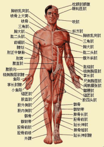 人体主要肌肉构造、位置及功能