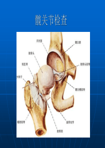 髋关节体格检查