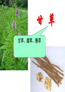 中药鉴定学 甘草