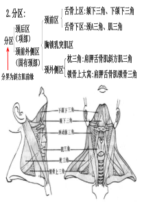 颈部解剖PPT