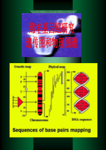 绵羊基因组信息