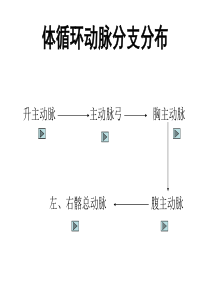 体循环动脉分支分