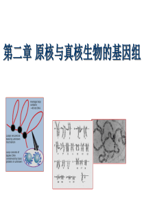 分子生物学   第2章 基因与基因组