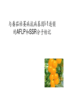 黄瓜枯萎病菌遗传多样性的AF LP分析