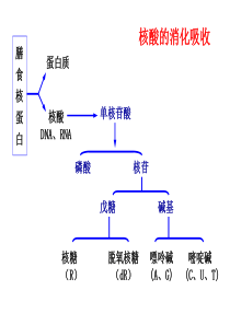 58核苷酸代谢