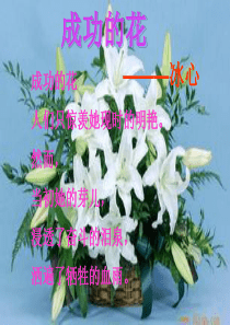 心田上的百合花开稿