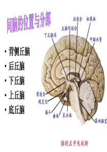 四讲间脑小脑和端脑