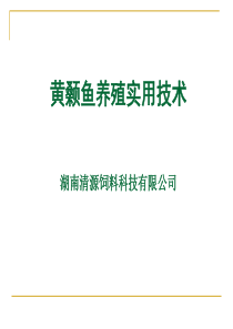 金威黄颡池塘养殖技术