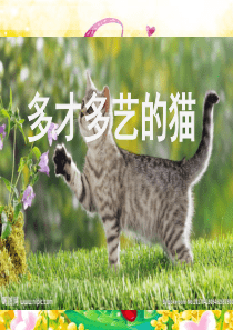 多才多艺的猫