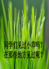 《小草之歌》公开课课件