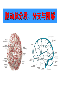 29脑动脉分段、分支与图解