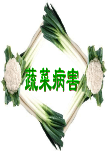 蔬菜病害4