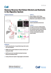 感觉神经元感知消化系统的伸展及营养