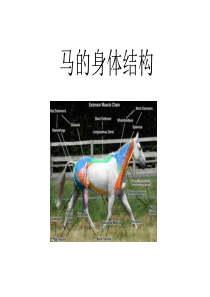 马的身体结构图和品种图