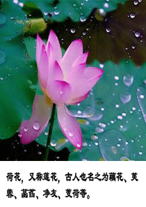 芙蓉