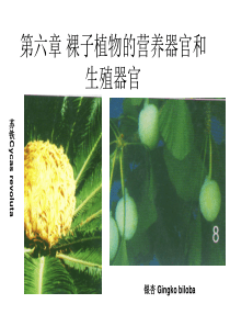 第六章 裸子植物(林学)