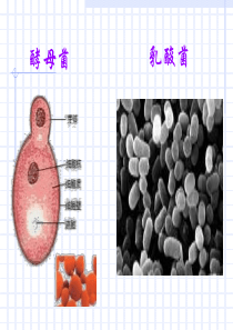 下面是家庭酿酒的具体操作过程