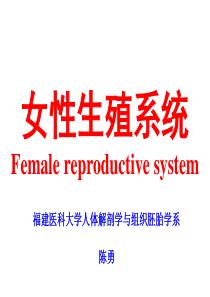 组织学与胚胎学 第19章 女性生殖系统