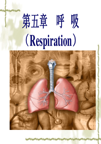 《生理学》第五章 呼吸