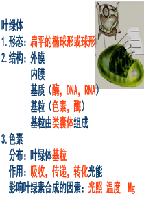 绿叶中色素的提取与分离