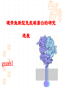 硬骨鱼类新型免疫蛋白的研究