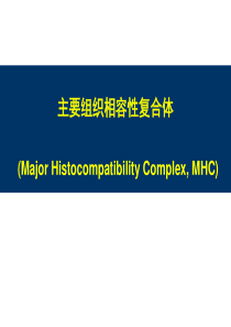 主要组织相容性复合体 MHC