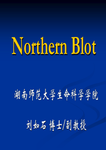 Northern-Blot印迹杂交