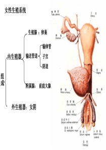 人体解剖之女性生殖系统