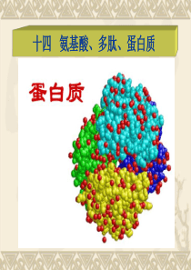 十四 氨基酸、多肽、蛋白质(制药工程)