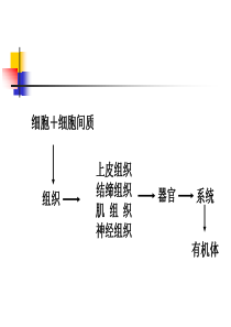 第2章：上皮组织