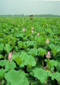 15《古诗二首饮湖上初晴后雨》课件PPT